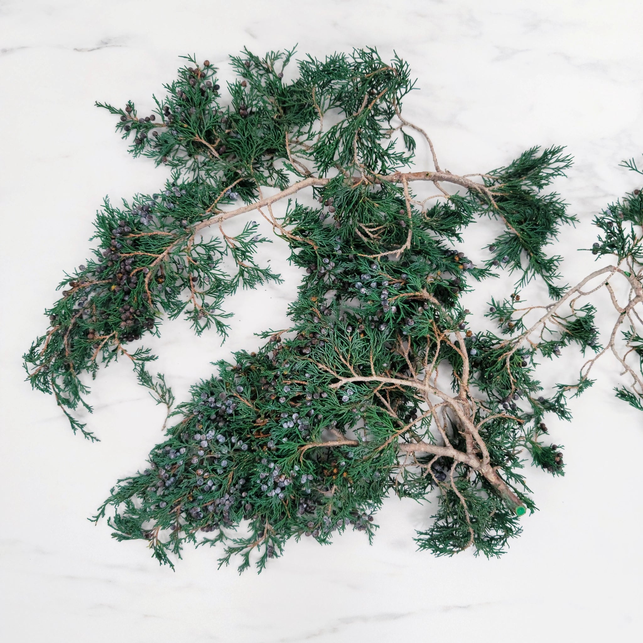 Juniper Preserved Green