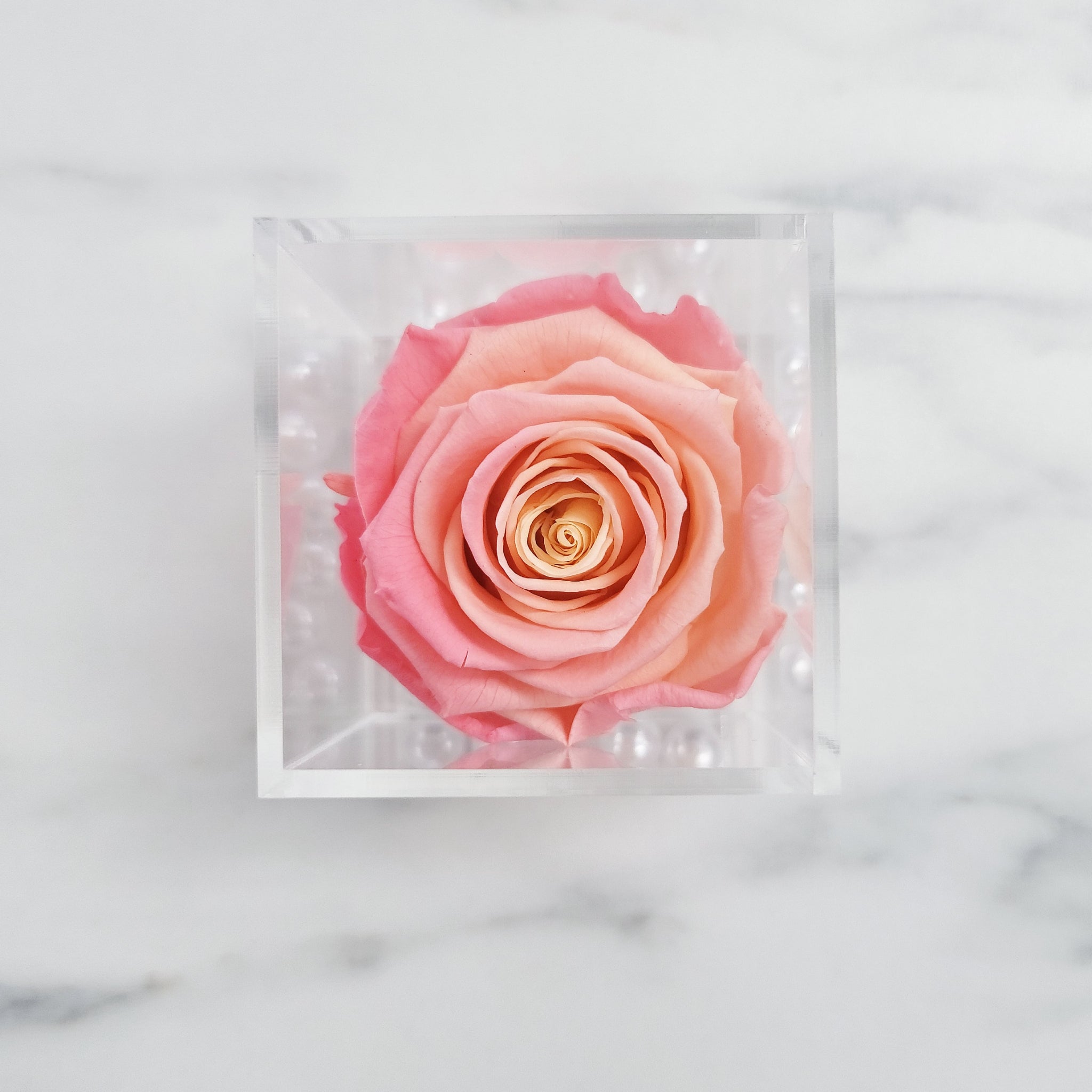 Preserved Roses | Box of 6