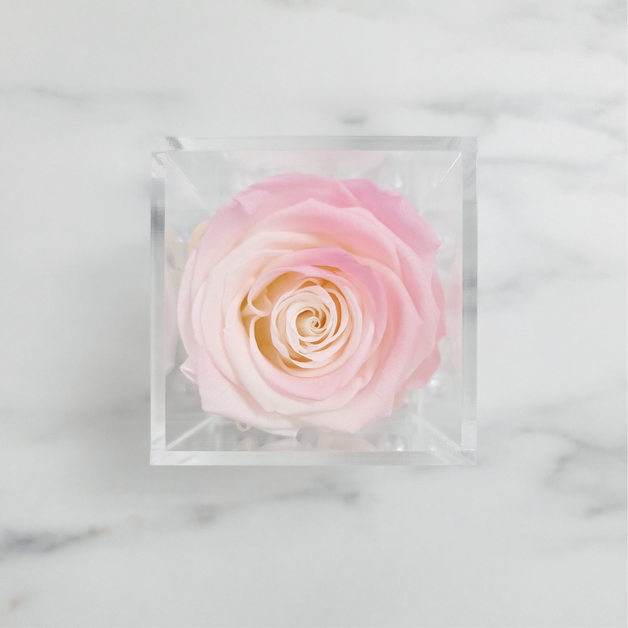 Preserved Roses | Box of 6